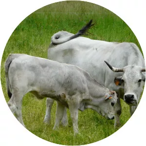 Gascon cattle