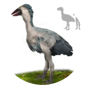 Gastornis - Birds