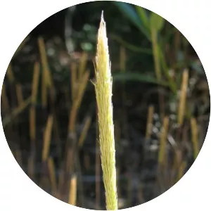 Gastridium ventricosum