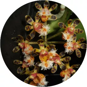 Gastrochilus calceolaris