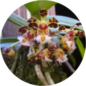 Gastrochilus