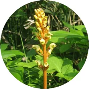 Gastrodia elata - Plants