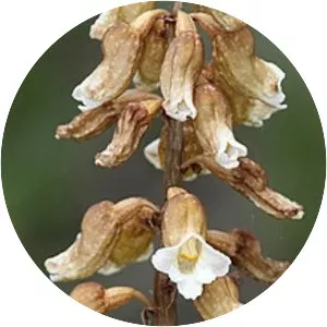 Gastrodia entomogama