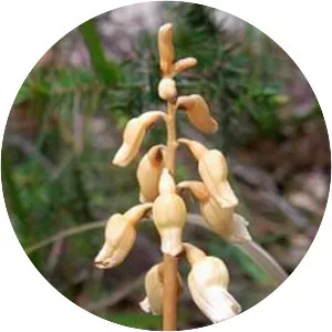 Gastrodia sesamoides - 