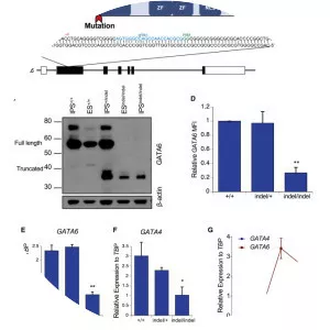 GATA6 - Protein