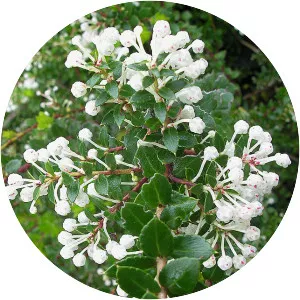 Gaultheria insana - 