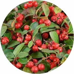 Gaultheria