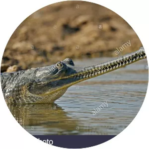 Gavialis - Reptile