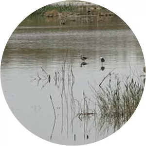 Gavkhouni photograph