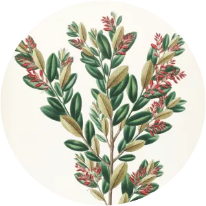 Gaylussacia - Plants