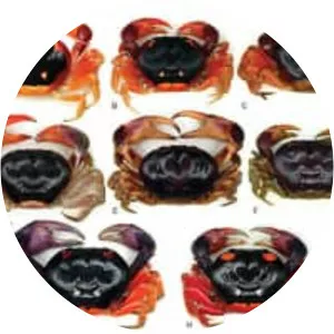 Gecarcinus lateralis