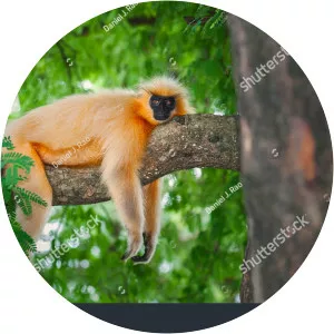 Gee's golden langur