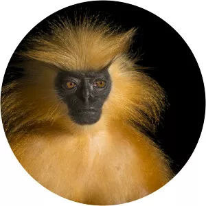 Gee's golden langur