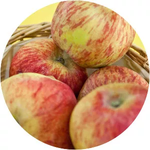 Geflammter Kardinal - Plants