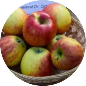 Geheimrat Dr. Oldenburg