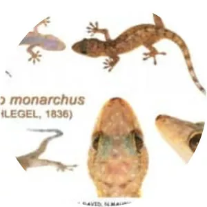 Gekko monarchus