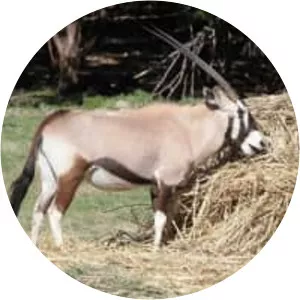 Gemsbok