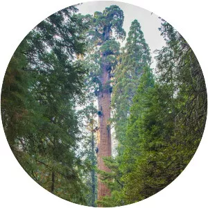General Grant Grove - 