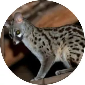 Genet - Animal
