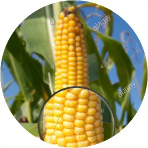 Genetically modified maize - Food
