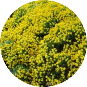 Genista hispanica - 