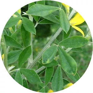 Genista stenopetala