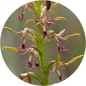 Genoplesium fimbriatum