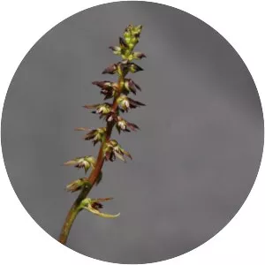 Genoplesium plumosum