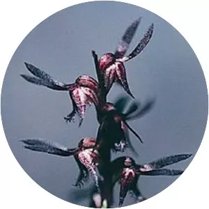 Genoplesium rhyoliticum