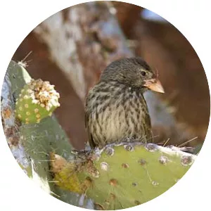 Genovesa cactus finch