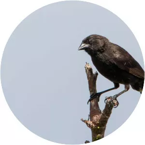 Genovesa ground finch