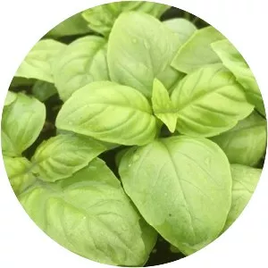 Genovese basil