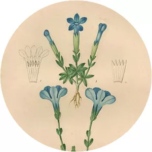 Gentian