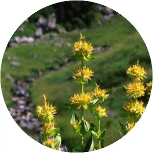 Gentiana lutea - Plants
