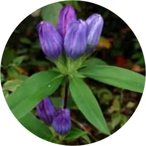 Gentiana saponaria - 