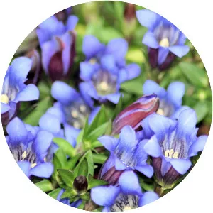 Gentiana scabra - Plants
