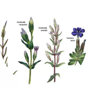Gentians