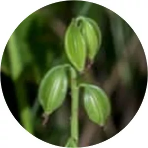 Geodorum densiflorum