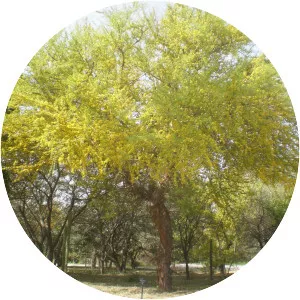 Geoffroea decorticans