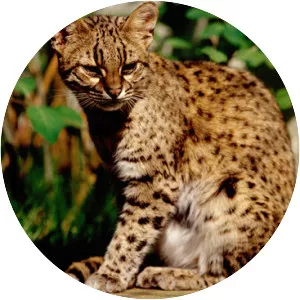 Geoffroy's cat