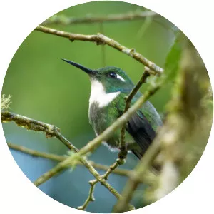 Geoffroy's wedgebill - Bird