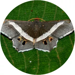 Geometer moths