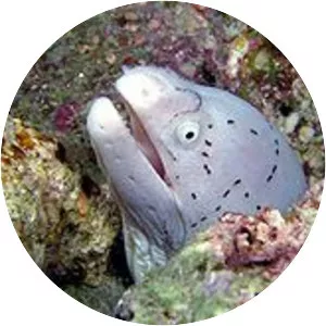 Geometric moray