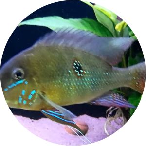 Geophagus argyrostictus - 
