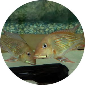 Geophagus brachybranchus - 