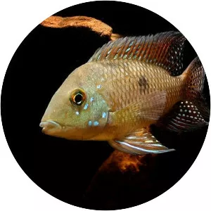 Geophagus iporangensis - Fish