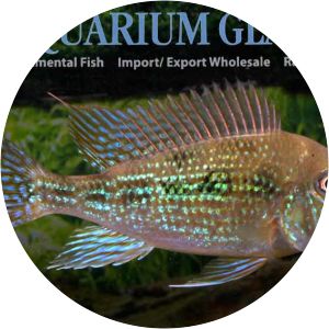 Geophagus mirabilis