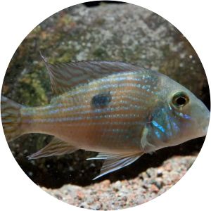 Geophagus parnaibae