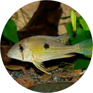 Geophagus taeniopareius