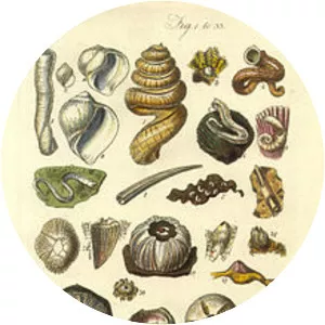 George Brettingham Sowerby I